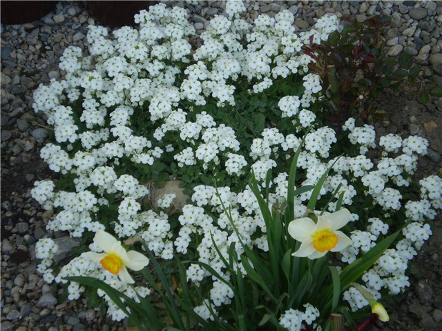 arabis